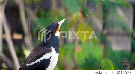 beautiful photo of a starling perched on a branch beautiful photo of a starling perched on a branch 133240572