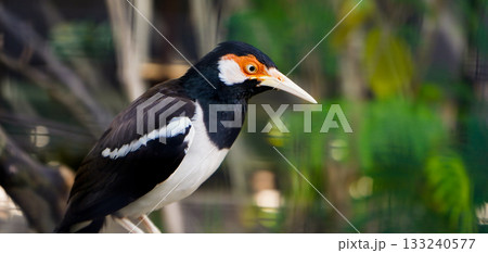 beautiful photo of a starling perched on a branch 133240577
