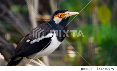 beautiful photo of a starling perched on a branch beautiful photo of a starling perched on a branch 133240579