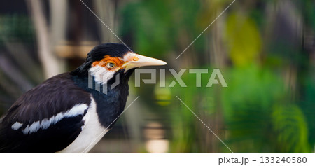 beautiful photo of a starling perched on a branch 133240580