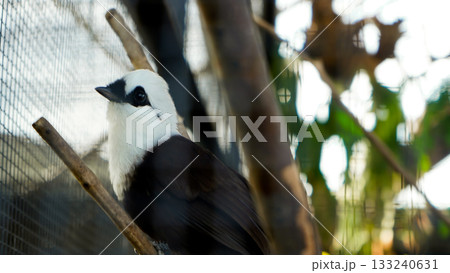beautiful photo of a starling perched on a branch beautiful photo of a starling perched on a branch 133240631