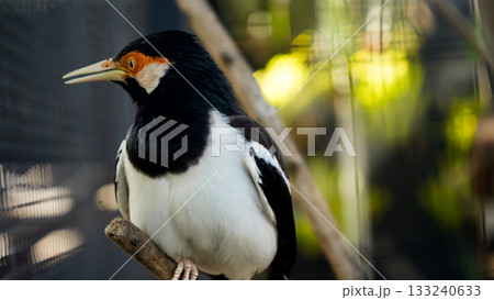 beautiful photo of a starling perched on a branch 133240633
