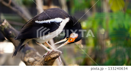 beautiful photo of a starling perched on a branch beautiful photo of a starling perched on a branch 133240634