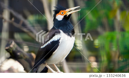 beautiful photo of a starling perched on a branch beautiful photo of a starling perched on a branch 133240636