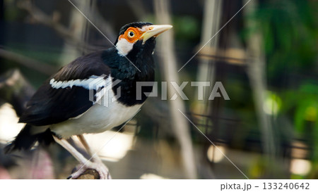 beautiful photo of a starling perched on a branch 133240642