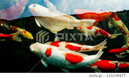 beautiful photo of colorful koi fish in a pond beautiful photo of colorful koi fish in a pond 133240977