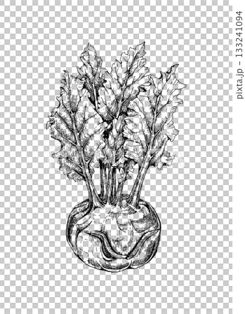 Kohlrabi hand drawn monochrome line art illustration Kohlrabi hand drawn monochrome line art illustration 133241094