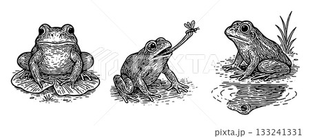 カエルのペン画イラストセット（座る・捕食・水辺の反射） 、Frog Pen