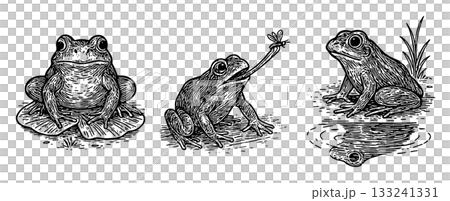カエルのペン画イラストセット（座る・捕食・水辺の反射） 、Frog Pen