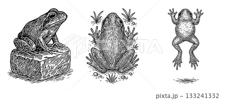カエルのペン画イラストセット（座る・上から・ジャンプ）、Frog Pen