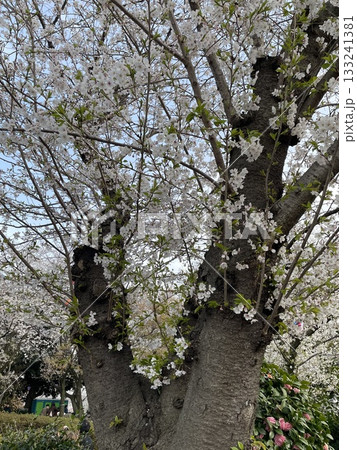 桜の木 133241381