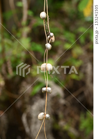 山芋（自然薯）のムカゴ 133241505