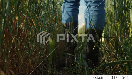 Farmer walking in the field, Boots in tall grass, Exploring wheat crops, Rural lifestyle moments, Close up boots on farmland, Agricultural worker on duty, Working on a sunny day, Nature and farming Farmer walking in the field, Boots in tall grass, Exploring wheat crops, Rural lifestyle moments, Close up boots on farmland, Agricultural worker on duty, Working on a sunny day, Nature and farming 133241506