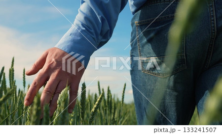 Farmer hand touching wheat field, Man walking in green wheat field, Agriculture and nature concept, Close-up of hand above crops, Blue sky and golden field, Summer rural landscape, Natural farming 133241507