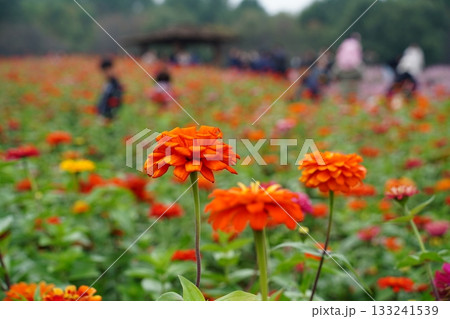 Vibrant orange and red zinnia (Zinnia elegans) flowers blooming profusely in a sunny park field, with people enjoying the peaceful autumn scenery in the blurred background. Vibrant orange and red zinnia (Zinnia elegans) flowers blooming profusely in a sunny park field, with people enjoying the peaceful autumn scenery in the blurred background. 133241539