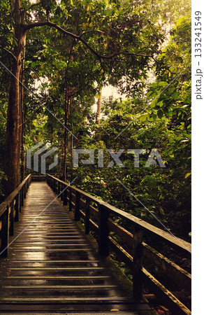 Wooden Boardwalk through Borneo Jungle at Sunset 133241549