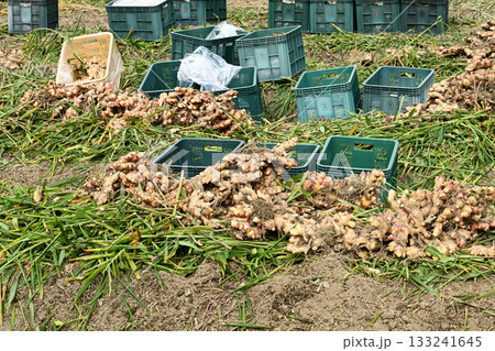 収穫中のショウガ（生姜） 133241645