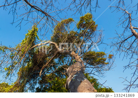Big baobab tree (Adansonia digitata) on Zanzibar, Tanzania 133241869
