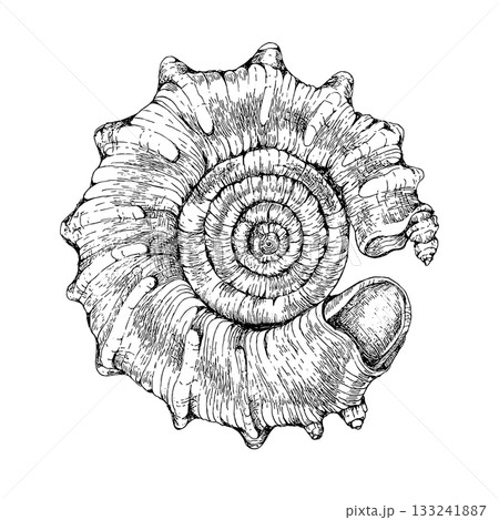 貝の手描き線画モノクロイラスト 133241887
