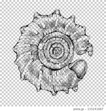 貝の手描き線画モノクロイラスト 133241887