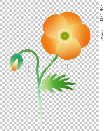 ポピーの花 133241907