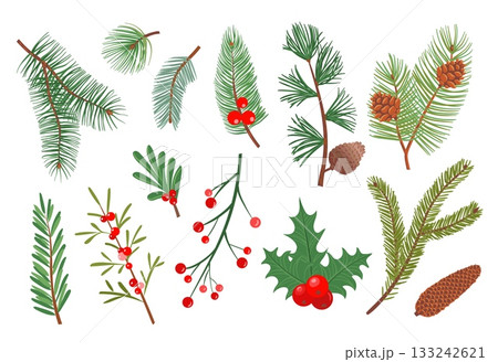 Christmas tree branches. New year decorative plants, winter holiday, evergreen fir sprigs with pine cones, red rowan berries, conifer and cedar foliage isolated splendid vector botanical set Christmas tree branches. New year decorative plants, winter holiday, evergreen fir sprigs with pine cones, red rowan berries, conifer and cedar foliage isolated splendid vector botanical set 133242621