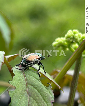 ヤブガラシの葉を食べるマメコガネ 133242690