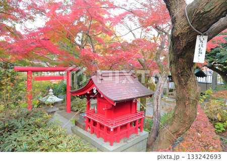 日野市高幡不動尊 五重塔と紅葉 日野市高幡不動尊 五重塔と紅葉 133242693