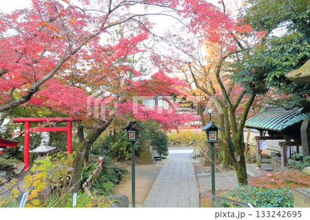 日野市高幡不動尊　五重塔と紅葉　 133242695