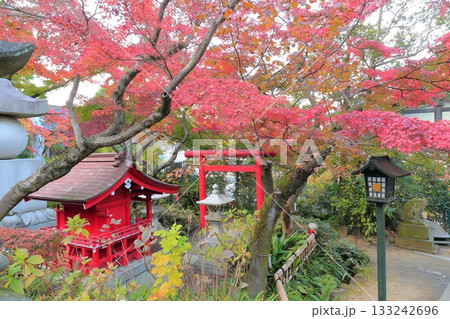 日野市高幡不動尊 五重塔と紅葉 日野市高幡不動尊 五重塔と紅葉 133242696