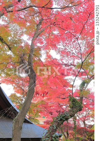 日野市高幡不動尊 五重塔と紅葉 日野市高幡不動尊 五重塔と紅葉 133242701
