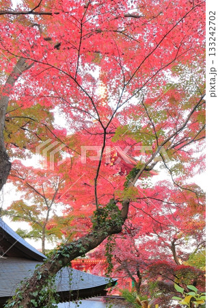 日野市高幡不動尊　五重塔と紅葉　 133242702