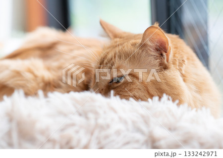 窓辺でくつろぐ可愛い猫 茶トラ猫 窓辺でくつろぐ可愛い猫 茶トラ猫 133242971