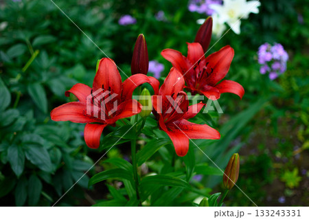 Group of Bright Red Lilies with Buds and Flowers among Green Leaves in the Garden Group of Bright Red Lilies with Buds and Flowers among Green Leaves in the Garden 133243331