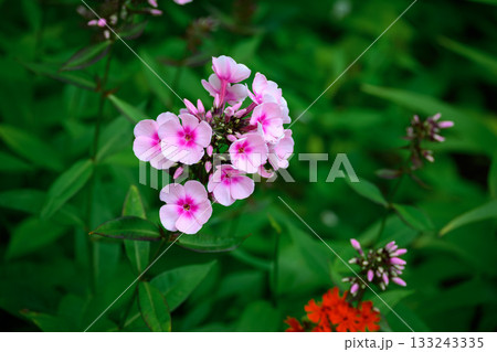 Closeup of Pink Phlox with White Petals in Green Summer Garden Setting 133243335