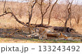 Group of lionesses rest after a night of hunting in the savannah. 133243492