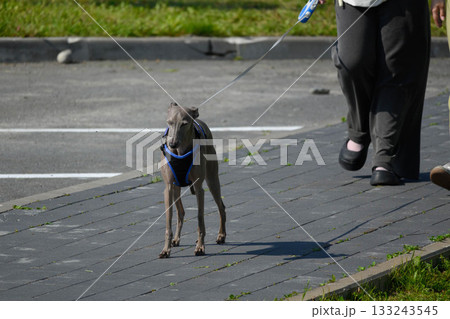 Elegant Greyhound Walk on Leash on Pavement 133243545