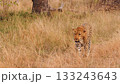 Leopard Walks Leisurely Through Tall Grass 133243643