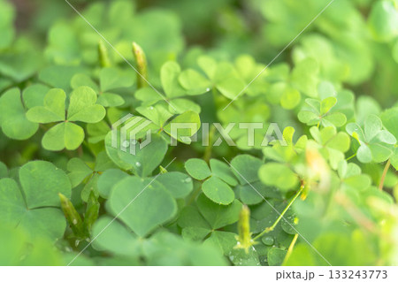 クローバーの葉に降りた霜 133243773