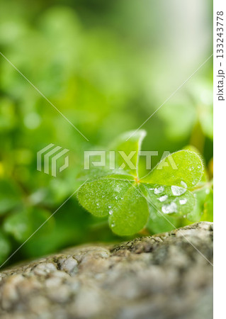 クローバーの葉に降りた霜 クローバーの葉に降りた霜 133243778