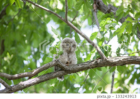 エゾフクロウの幼鳥 133243913