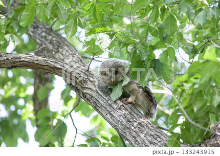 エゾフクロウの幼鳥 133243915