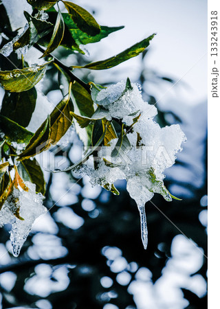 朝、雪の積もった葉 133243918