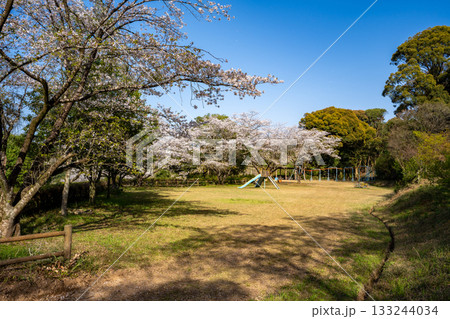 高野山公園の桜の風景（出水市） 133244034