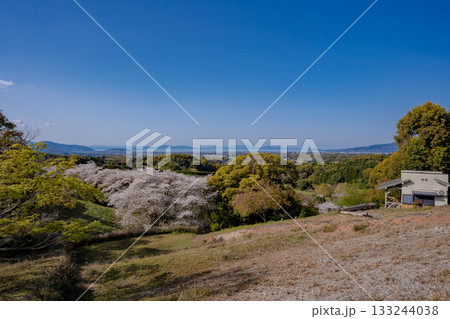 高野山公園の桜と出水市の街並み 133244038