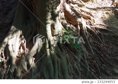 地表に現れた木の根 133244053