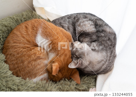 窓辺で眠る二匹の猫 133244055