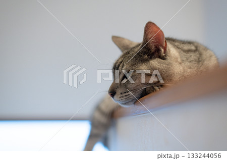 高い所でくつろぐ可愛い猫　サバトラ猫 133244056
