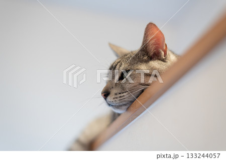 高い所でくつろぐ可愛い猫　サバトラ猫 133244057