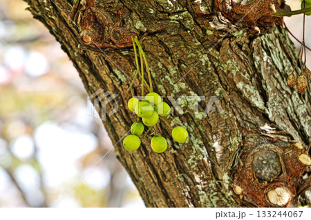 センダンの幹と黄緑色のセンダンの実（秋、十一月） 133244067